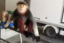 Voọc ngũ sắc quý hiếm kiếm ăn trong khu nghỉ dưỡng ở Huế