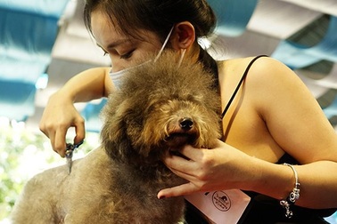 Cuối tuần đi xem thi chăm sóc... cún cưng