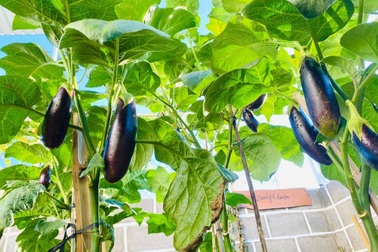 Vườn 60m2 như "cửa hàng tiện lợi" toàn rau sạch của mẹ đảm Bình Thuận