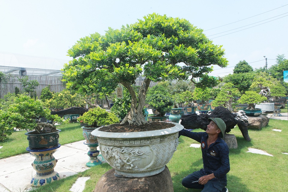 Mục sở thị khu vườn gần 1.000 cây cảnh bonsai hiếm có đất Hà Thành - 4 Mục sở thị khu vườn gần 1.000 cây cảnh bonsai hiếm có đất Hà Thành - 4
