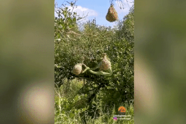 Rắn độc đu mình tiếp cận tổ chim non, bất ngờ nhận cú "trả đòn" quyết liệt