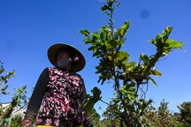 Lũ gây mất mùa, nông dân vùng Bình Thuận hết ngóng Tết