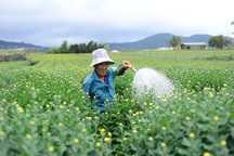 Ông lão trồng hoa trong chậu bán Tết "ẵm" 1,5 tỷ đồng