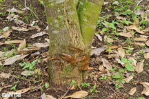 Hàng chục gốc sầu riêng bị chặt khi chủ đang đi dự... lễ hội sầu riêng