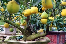 Cây bưởi cổ hiếm có: Cao hơn 1 mét, sai trĩu 300 quả vàng rực