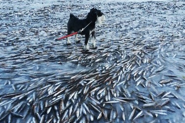 Kinh ngạc xem cá... đóng băng trên biển Na Uy 