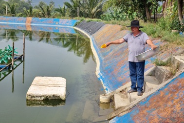 Bỏ nuôi tôm chuyển qua nuôi cá dìa, bác nông dân ở Đà Nẵng thu lãi tiền tỷ