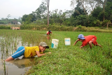 Học sinh miền núi dầm nước bắt cua đồng để kiếm tiền đi học