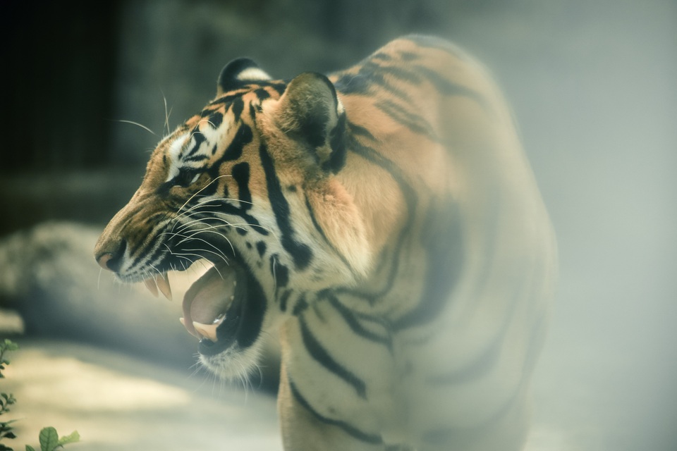 Bộ ảnh Thảo Cầm Viên đẹp ngất ngây gây sốt mạng xã hội - 4 Bộ ảnh Thảo Cầm Viên đẹp ngất ngây gây sốt mạng xã hội - 4