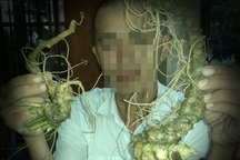 "Hô biến" củ ráy thành… sâm Ngọc Linh giá trăm triệu