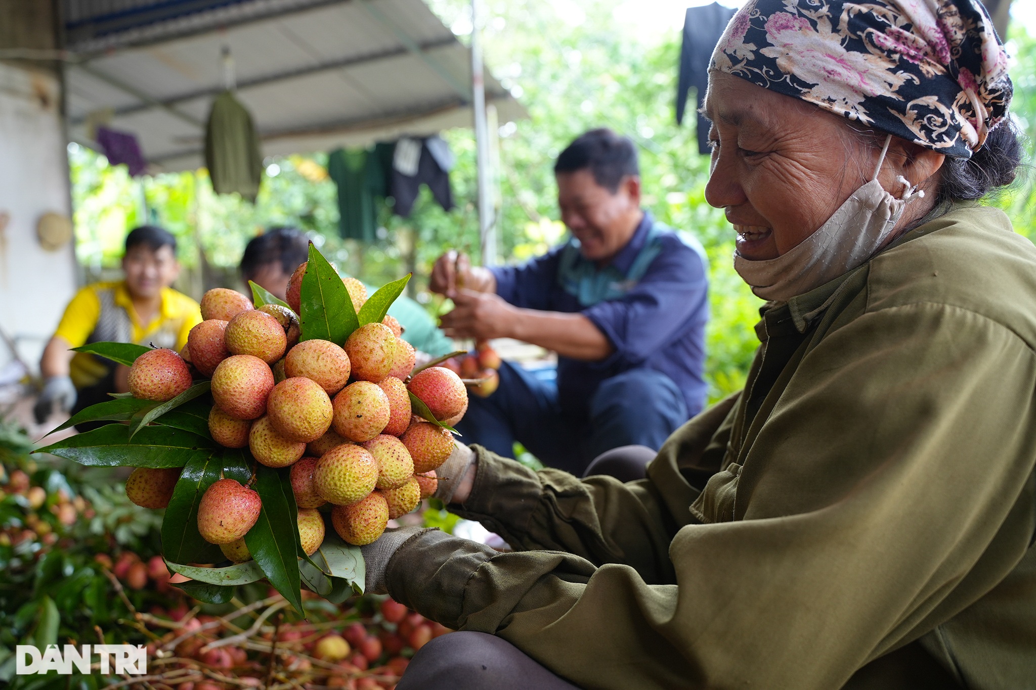 Nông dân Thanh Hà tấp nập chở vải đi bán, xếp hàng dài lấy số vào cân hàng - 4 Nông dân Thanh Hà tấp nập chở vải đi bán, xếp hàng dài lấy số vào cân hàng - 4