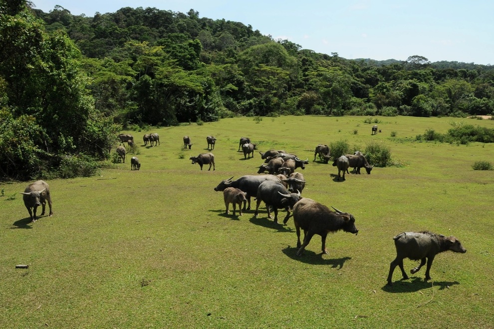 Ngắm khu dự trữ sinh quyển thế giới ở Việt Nam mới được UNESCO công nhận - 5 Ngắm khu dự trữ sinh quyển thế giới ở Việt Nam mới được UNESCO công nhận - 5