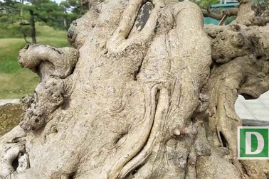 Xôn xao thương vụ mua bán “siêu cây” 10 tỷ, “độc” nhất Việt Nam