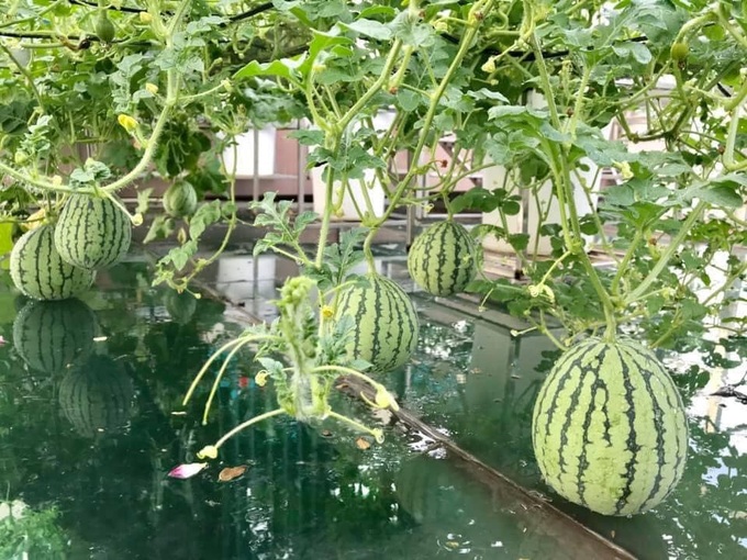 Ngắm khu vườn đủ loại rau quả sum sê rộng hơn 100m2 trên mái nhà chỉ với 100 triệu đầu tư thiết kế của gia đình Hà thành quanh năm không phải mua rau quả bên ngoài - Ảnh 14. Ngắm khu vườn đủ loại rau quả sum sê rộng hơn 100m2 trên mái nhà chỉ với 100 triệu đầu tư thiết kế của gia đình Hà thành quanh năm không phải mua rau quả bên ngoài - Ảnh 14.