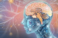 Bộ não của bạn đạt đỉnh cao ở độ tuổi nào?