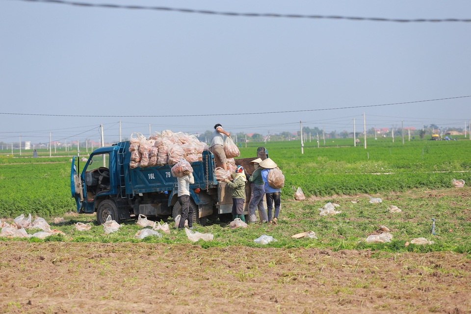 Tính hai mặt của giải cứu nông sản và những hệ lụy với xuất khẩu - 1 Tính hai mặt của giải cứu nông sản và những hệ lụy với xuất khẩu - 1