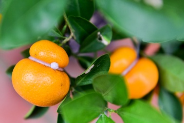 "Độc nhất vô nhị" quất hình hồ lô "cháy hàng" dịp Tết