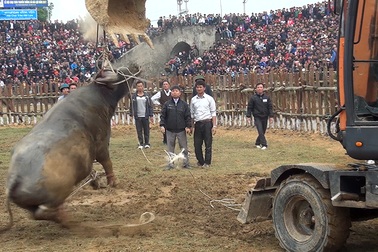 Hàng nghìn người xem trâu chọi Hải Lựu quyết đấu