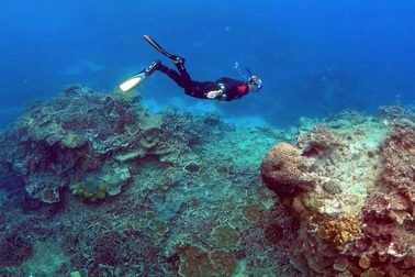 Hy vọng  cấy ghép san hô, khôi phục hệ sinh thái biển