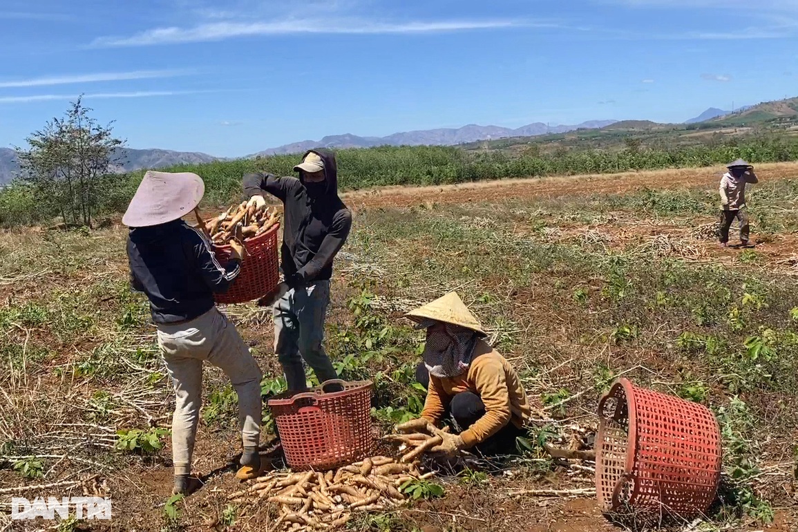 Dân loay hoay tìm kế thoát nghèo sau công trình ánh sáng - 5 Dân loay hoay tìm kế thoát nghèo sau công trình ánh sáng - 5
