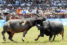 Bán vé thu tiền ở lễ hội chọi trâu Đồ Sơn là trái quy định