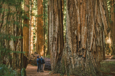 Trải nghiệm khu rừng khổng lồ nhất nước Mỹ của vợ chồng gốc Việt