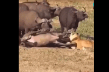Trâu rừng châu Phi hợp sức cứu đồng loại khỏi nanh vuốt của sư tử
