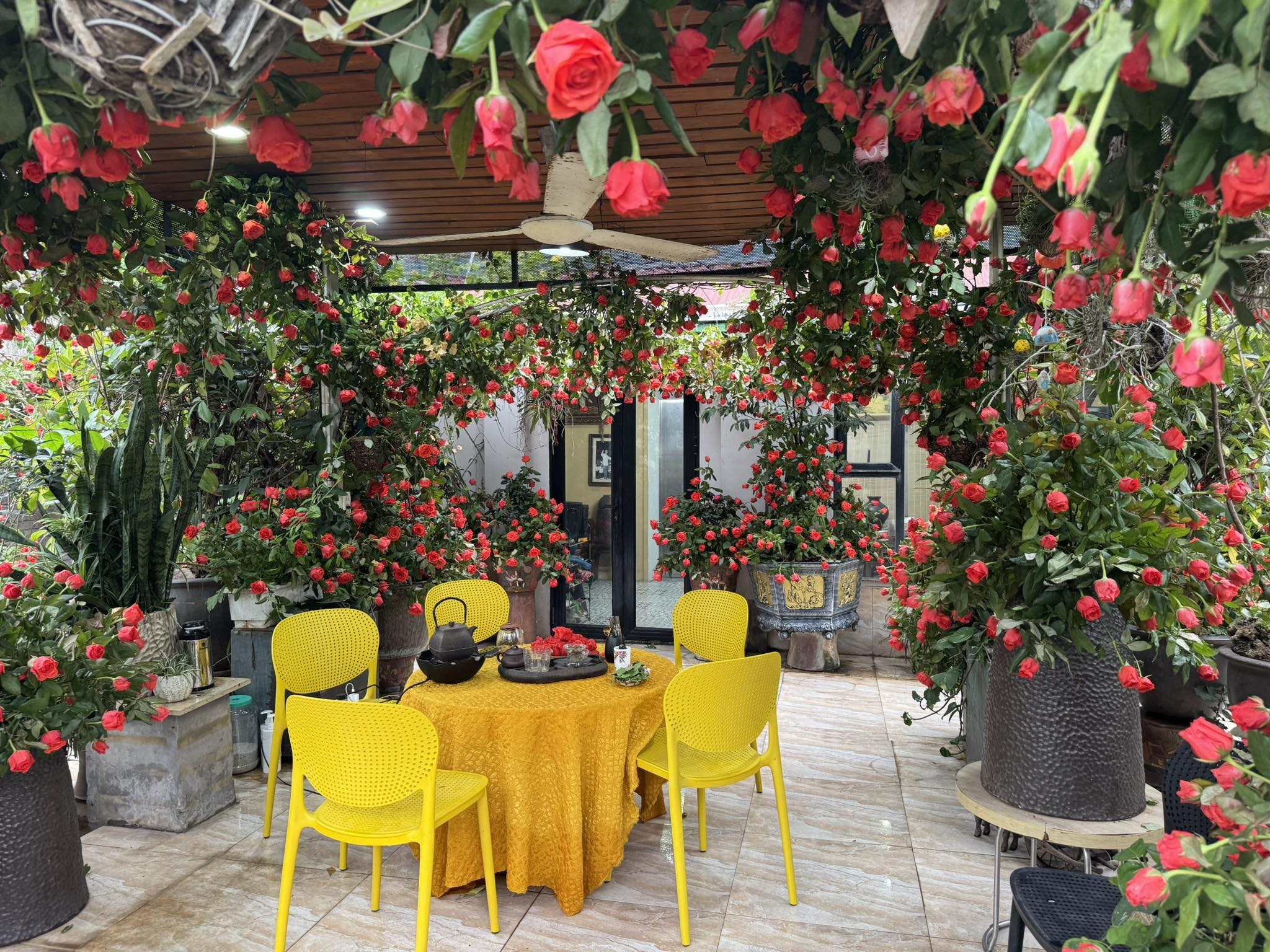Người phụ nữ ở Hà Nội mua 5.000 bông hồng nhuộm đỏ sân thượng 200m2 - 6 Người phụ nữ ở Hà Nội mua 5.000 bông hồng nhuộm đỏ sân thượng 200m2 - 6