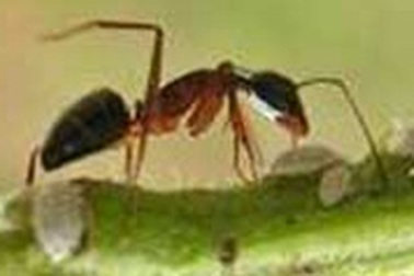 Điều trị vết kiến cắn 