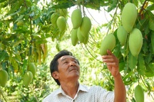 Nông dân Bình Định khiến vùng đất "chết" đẻ ra tiền