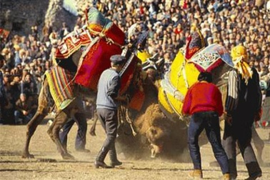 Độc đáo cuội thi chọi... lạc đà ở Thổ Nhĩ Kỳ