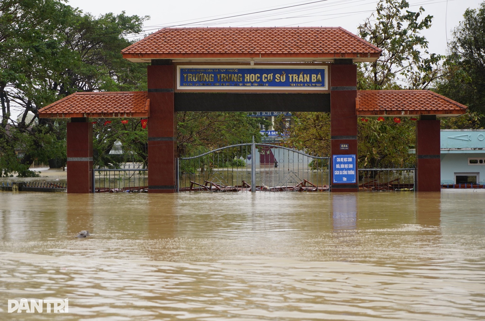 Người dân Gia Lai vật lộn giữa lũ lịch sử, đưa bò đến trụ sở xã trú - 1 Người dân Gia Lai vật lộn giữa lũ lịch sử, đưa bò đến trụ sở xã trú - 1