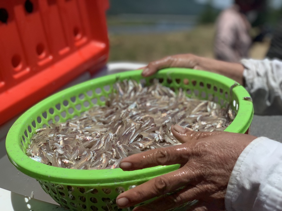 Lộc biển bất ngờ, ngư dân hối hả “cướp nắng” kiếm tiền triệu - 12 Lộc biển bất ngờ, ngư dân hối hả “cướp nắng” kiếm tiền triệu - 12