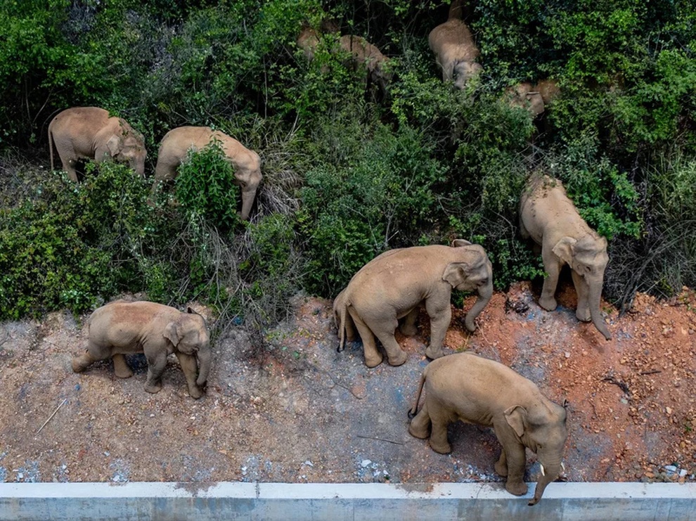Đàn voi khủng đi phượt 500 km gây xôn xao Trung Quốc - 1