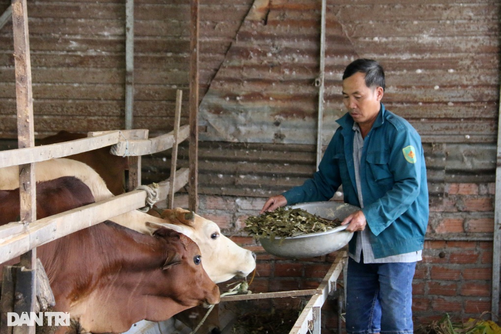 Fattening cows with discarded plants, the farmer earned 200 million VND - 3