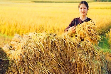 Đi nước ngoài oai... oái