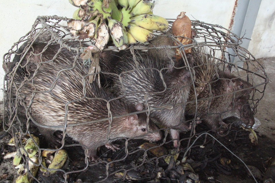 Được giải cứu khỏi xe buôn, số động vật hoang dã lại nằm chờ chết trong... kho hải quan - 3 Được giải cứu khỏi xe buôn, số động vật hoang dã lại nằm chờ chết trong... kho hải quan - 3