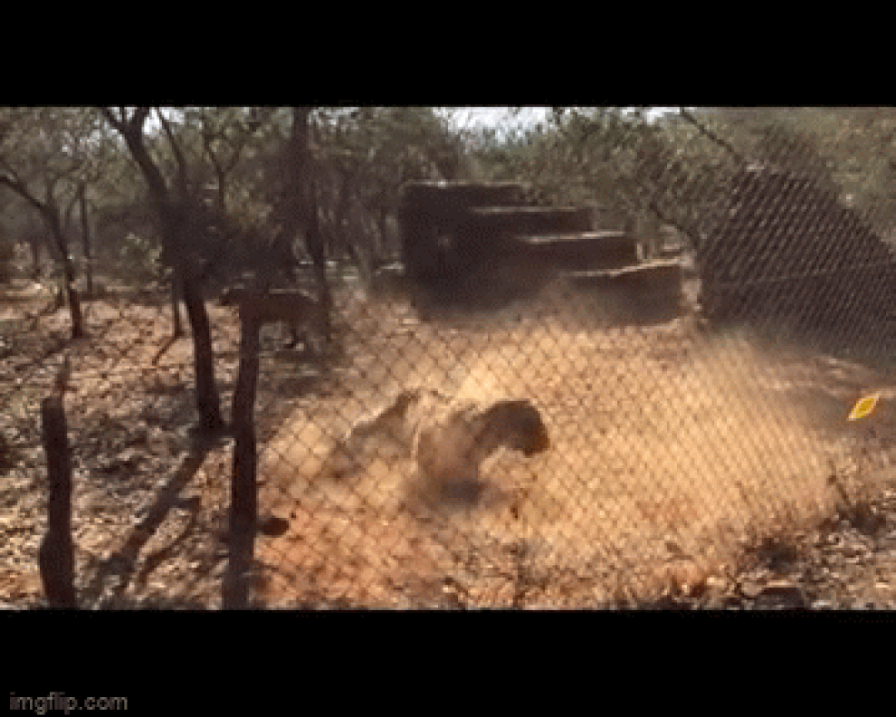 Hổ đang chơi đùa trong vườn thú, bỗng lên cơn co giật rồi tử vong - 1