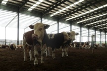 Trung Quốc cấm nhập khẩu thịt từ nhiều nước do lo ngại dịch bệnh