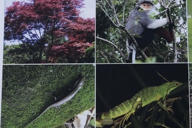 Đà Nẵng có cơ hội trở thành Thành phố Xanh quốc tế 2018