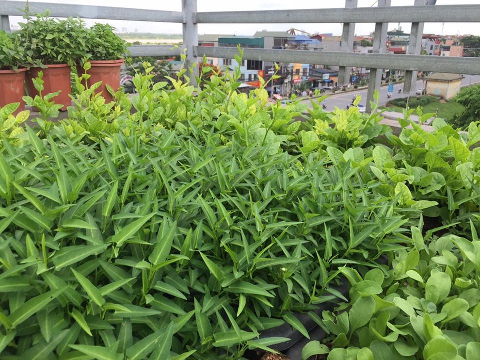 Cặp vợ chồng Hà Nội vác đất lên sân thượng, làm vườn rau xanh sum suê - 7 Cặp vợ chồng Hà Nội vác đất lên sân thượng, làm vườn rau xanh sum suê - 7