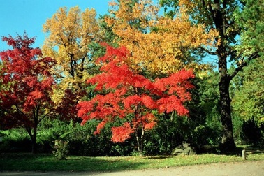 “Thiên đường xanh” tại Mátxcơva