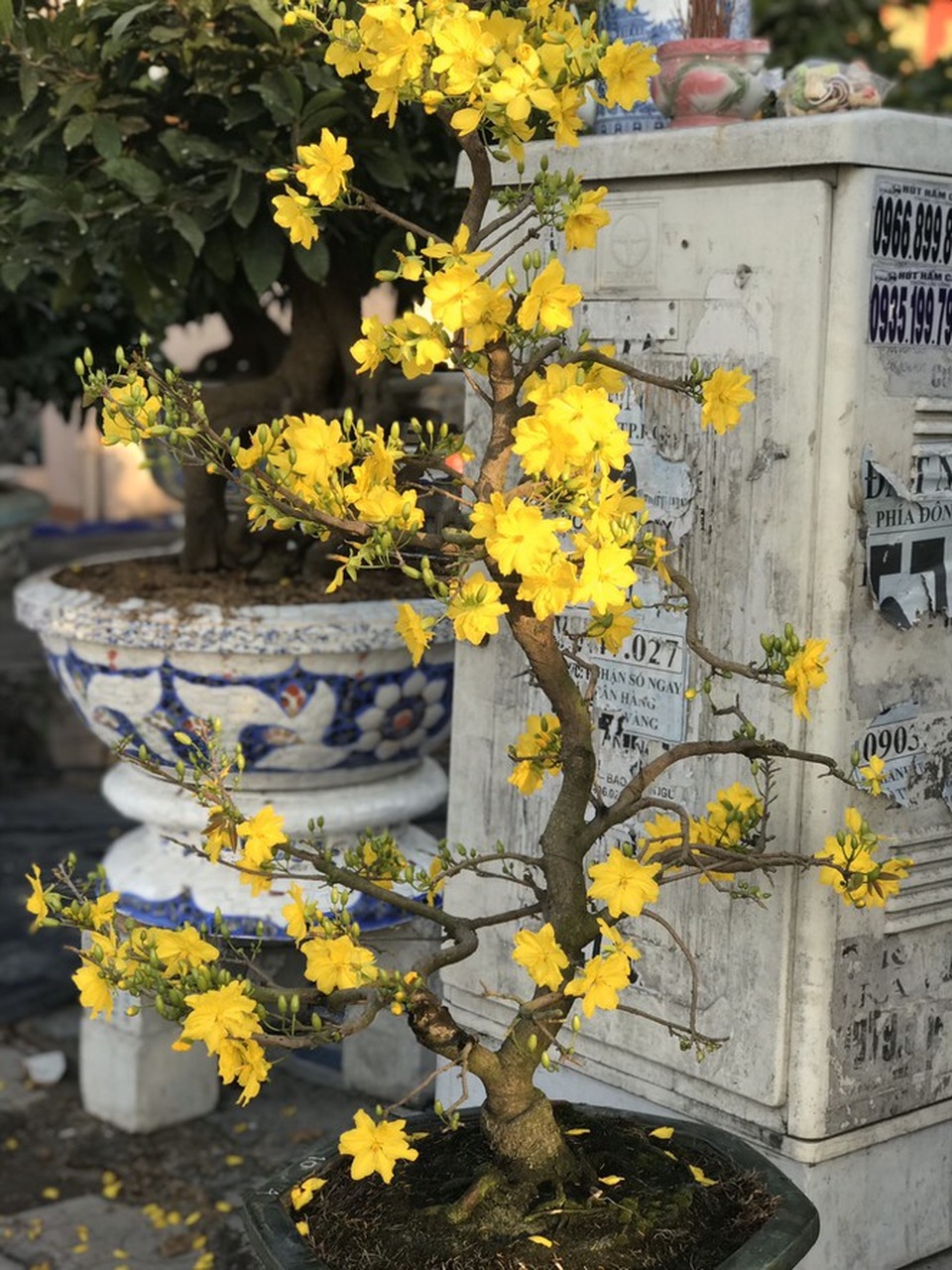 Mai vàng, hoa Tết nhộn nhịp xuống phố - 11 Mai vàng, hoa Tết nhộn nhịp xuống phố - 11