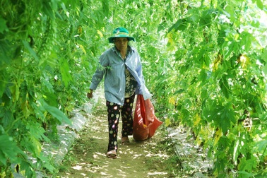 Sau Tết, rau củ rớt giá thảm hại, nông dân "đỏ mắt" ngóng thương lái