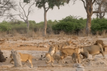 Mang danh "chúa tể thảo nguyên", bầy sư tử bỏ chạy khi thấy con vật này