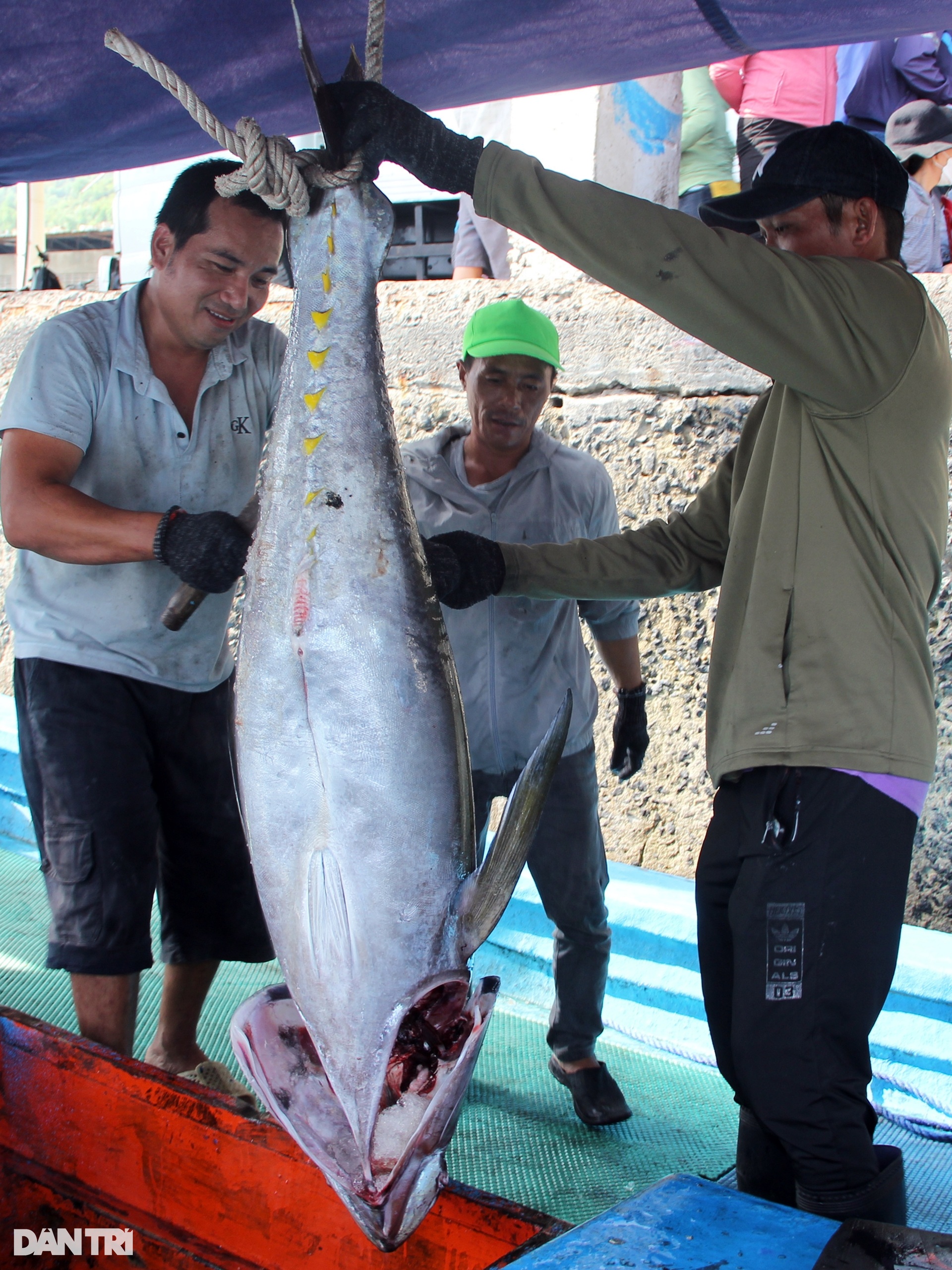 During the Tet holiday, fishermen caught a catch of ocean tuna, earning hundreds of millions of dong - 4