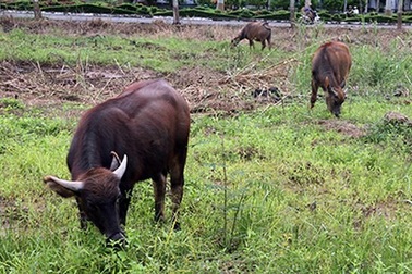 Làm giàu nhờ nuôi trâu... chạy đồng