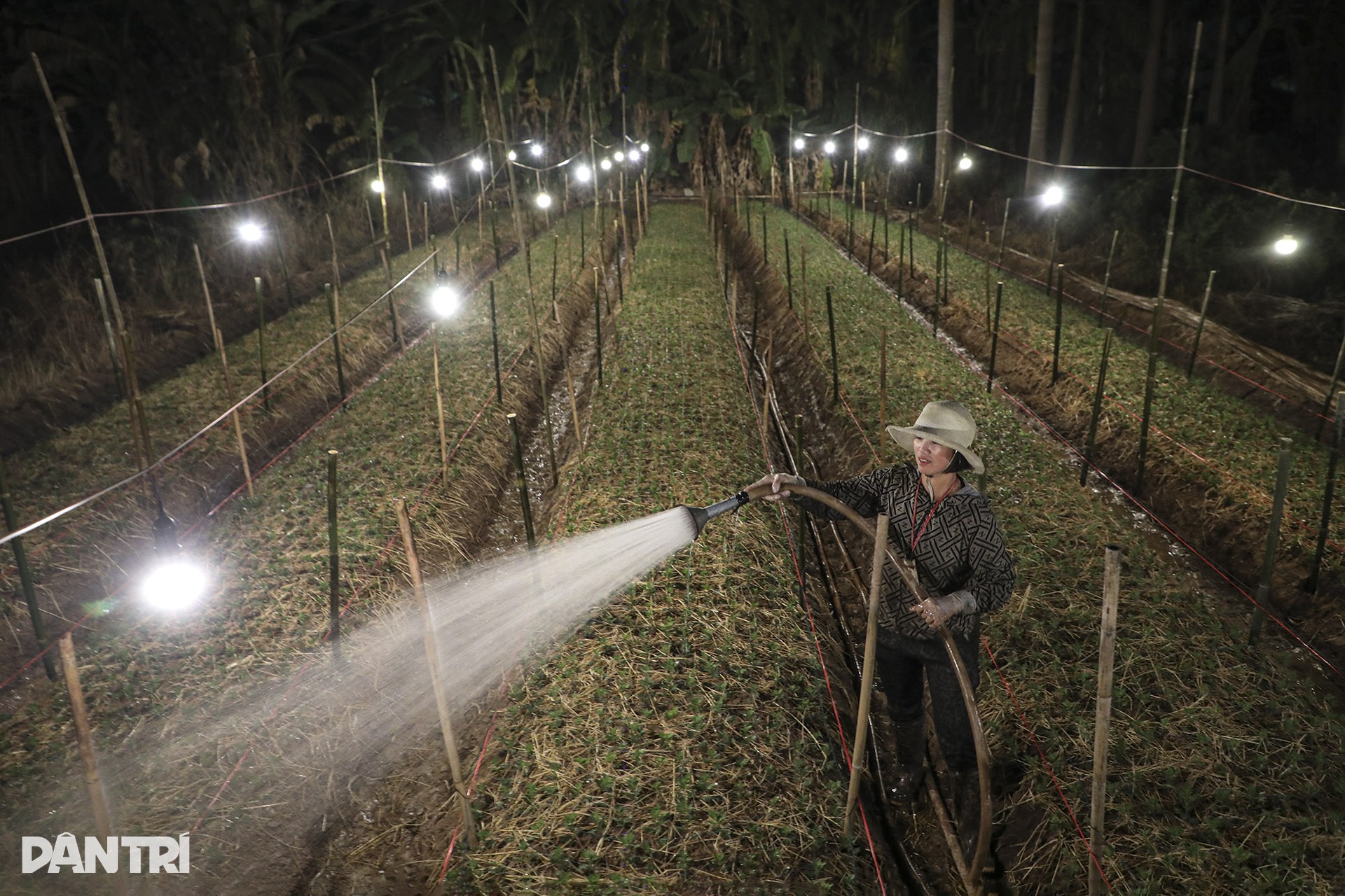 Cánh đồng hoa Tây Tựu tỏa sáng rực rỡ bước vào vụ Tết - 3
