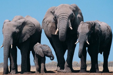 Sợi dây giữ voi