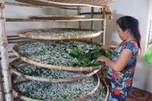 Nuôi con "ăn lên", nông dân vùng biển thu nhập gấp hàng chục lần trồng lúa